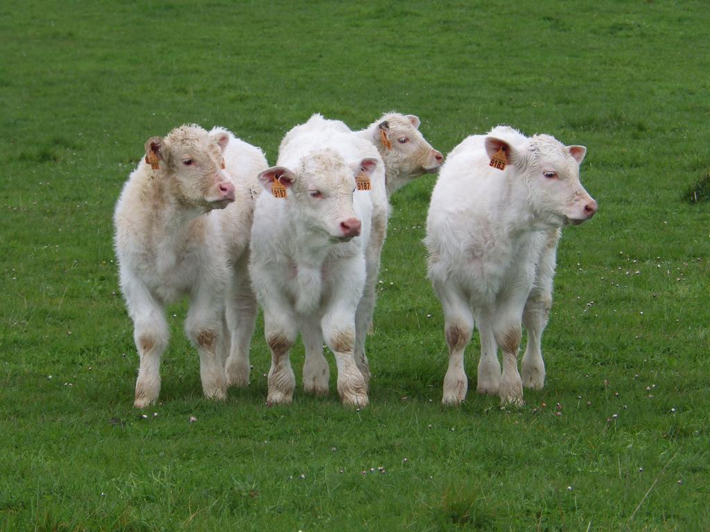 A La Haute Bouillere Chavagnes-les-Redoux Esterno foto