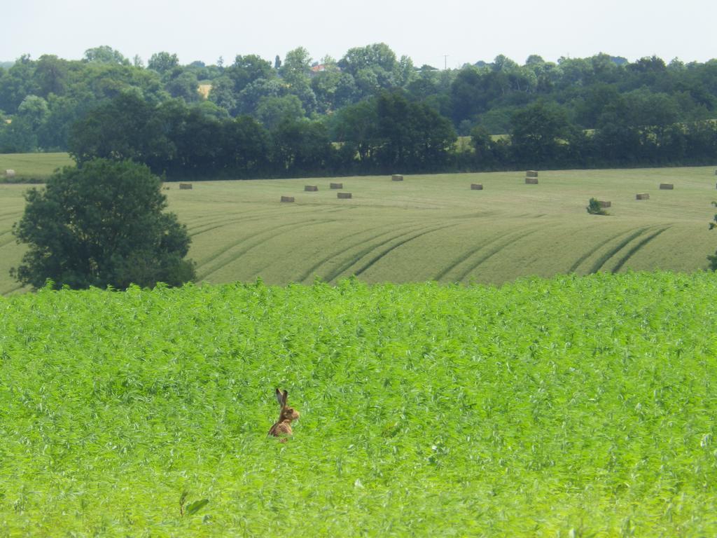 A La Haute Bouillere Bed and Breakfast Chavagnes-les-Redoux Esterno foto